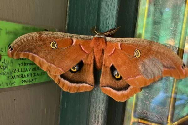 Un papillon vif orange avec des motifs en forme d’yeux sur ses ailes.