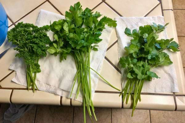 Trois types de persil côte à côte : frisé, plat et coriandre.