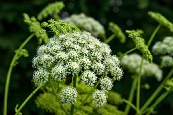 Une plante verte avec des ombelles de fleurs blanches en extérieur.