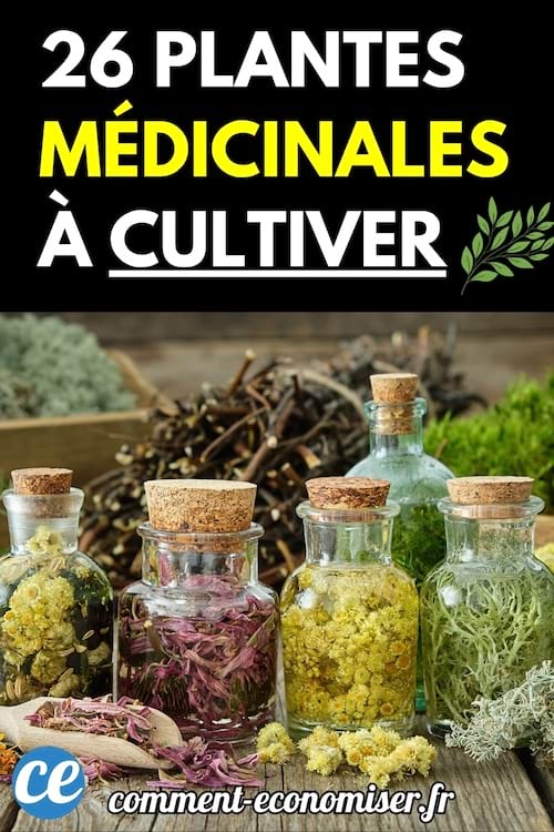 Petits bocaux en verre remplis de plantes médicinales séchées, posés sur une table en bois.