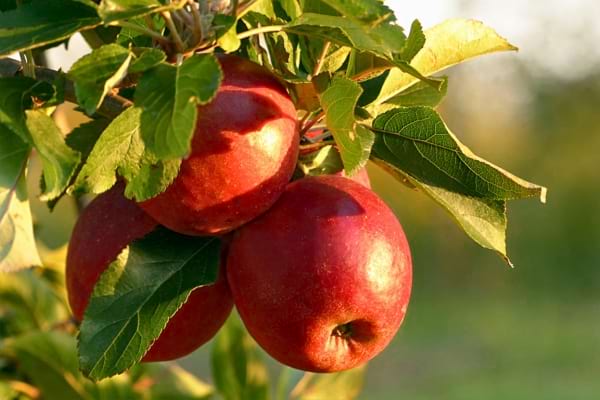 Trois pommes rouges encore accrochées à leur branche.