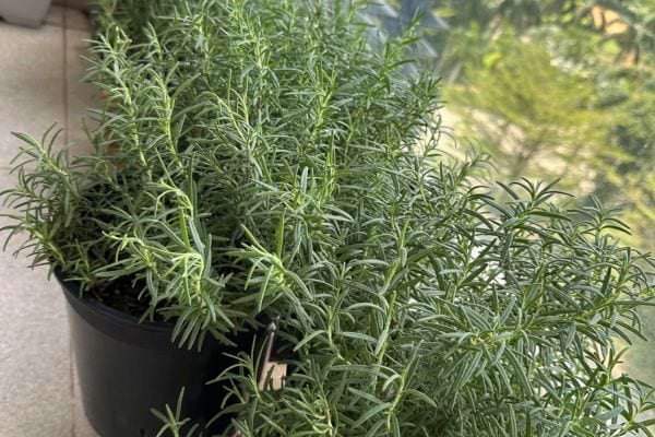 Pot de romarin en pleine croissance sur un balcon.