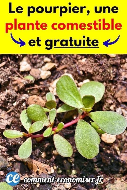 Le pourpier est une plante comestible que l'on peut manger