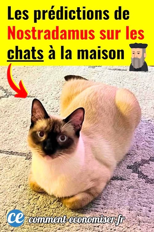 Les prédictions de Nostradamus sur les chats à la maison