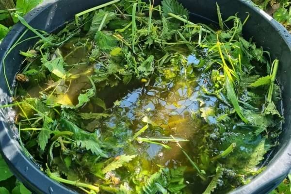 Des orties trempent dans de l’eau verte dans une bassine.
