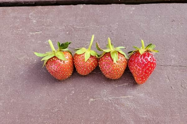 Quatre fraises fraîchement cueillies alignées sur une surface en bois.