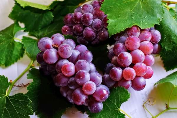 Des grappes de raisin violet posées sur des feuilles.