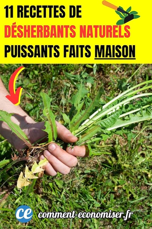 une personne arrache des mauvaises herbes