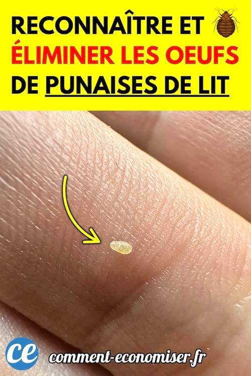 Un gros plan sur un doigt montrant un minuscule œuf translucide de punaise de lit.
