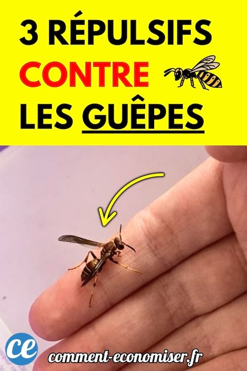Une guêpe posée sur un doigt humain.