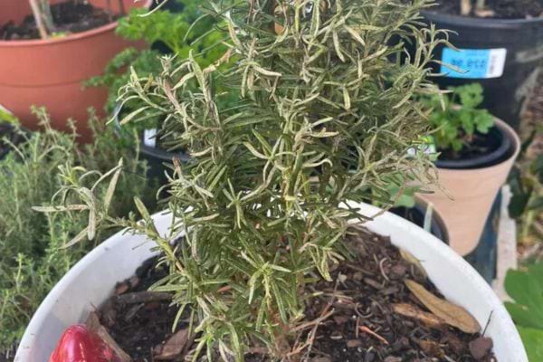 Romarin avec des feuilles sèches et abîmées dans un pot blanc.