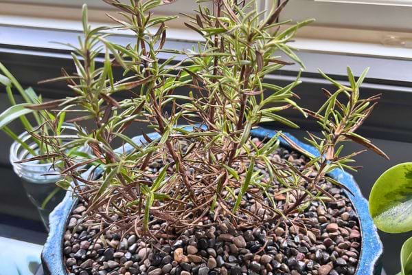 Romarin cultivé dans un pot bleu rempli de petits cailloux.