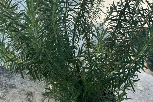 Belle touffe de romarin bien verte poussant à l’extérieur.