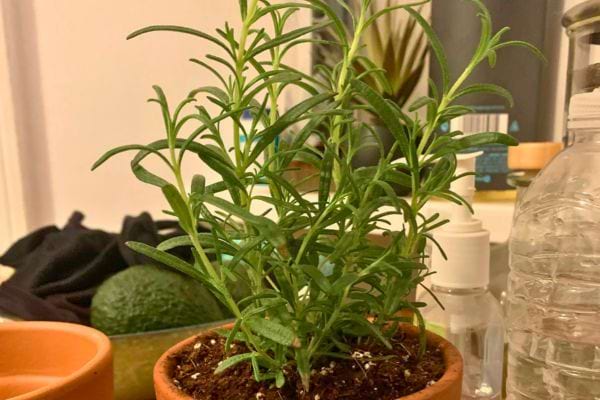 Romarin d’intérieur en bonne santé sur une table de cuisine.