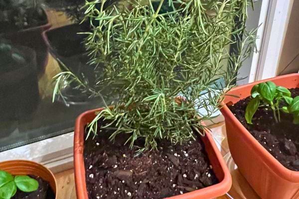 Plant de romarin cultivé en intérieur dans un pot.
