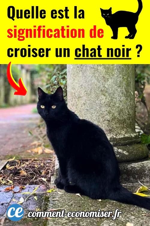 un chat noir que j'ai croisé dans la rue devant un arbre