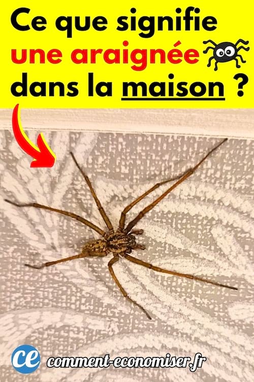 une grosse araignée dans la maison sur un tapis