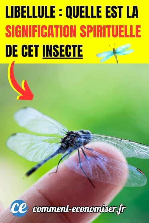 une libellule posée sur un doigt