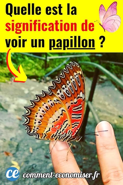 Un papillon marron sur une main dans un parc