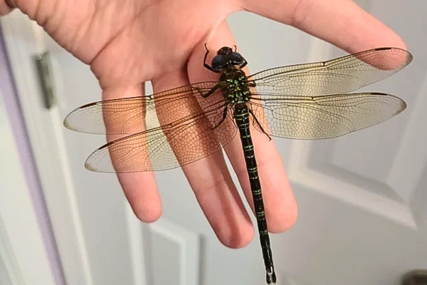 Voir Une Libellule Dans Sa Maison Signification Lorsqu'une libellule rentre dans votre maison, l'univers vous envoie un