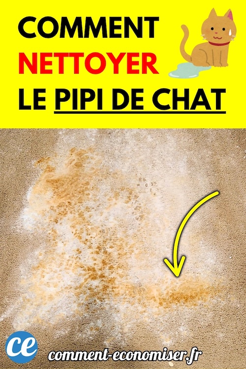 L'Astuce Pour Nettoyer un Pipi de Chat Facilement. — free download