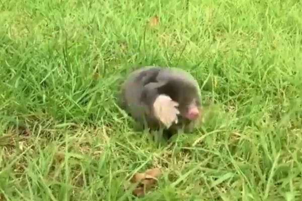 Une taupe vivante sort timidement de l’herbe.