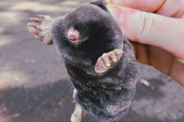 Une taupe est tenue par la main, les pattes en avant.