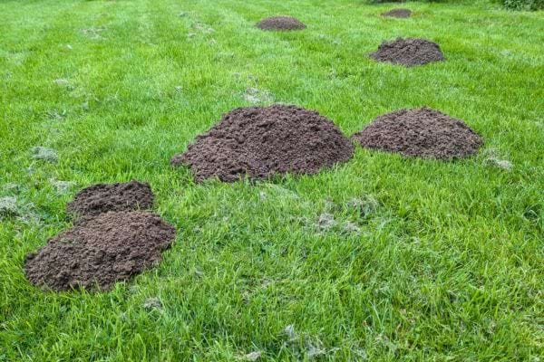 Plusieurs taupinières fraîches parsèment une pelouse verte.