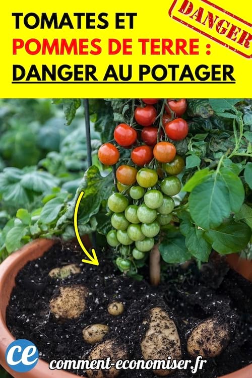 Plant de tomates et pommes de terre poussant dans le même pot, avec des flèches montrant les racines.