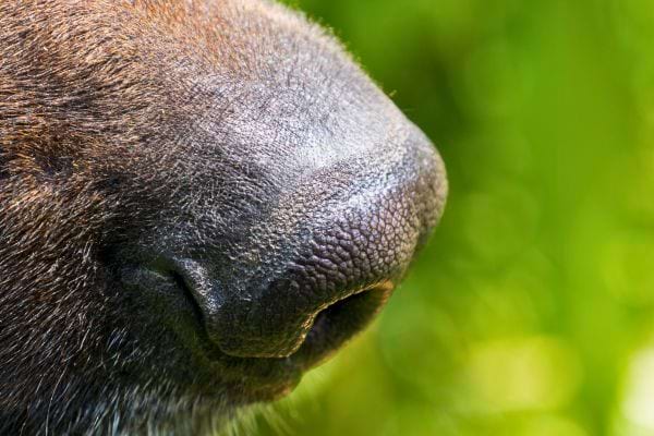 Close-up van de natte, zwarte neus van een hond.