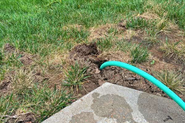 Un tuyau d’arrosage est enfoncé dans un tunnel de taupe.