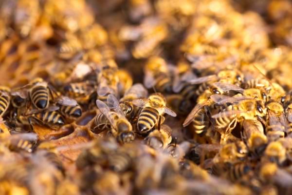 Nombreuses abeilles regroupées sur des alvéoles de ruche.