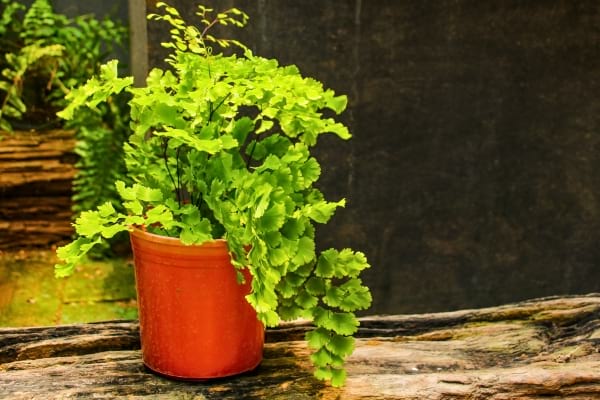 Une plante Adiantum dans un pot à la maison