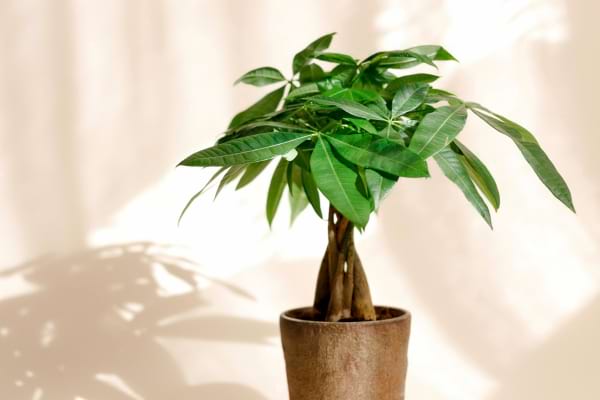 Plante verte arbre à argent dans un pot décoratif.