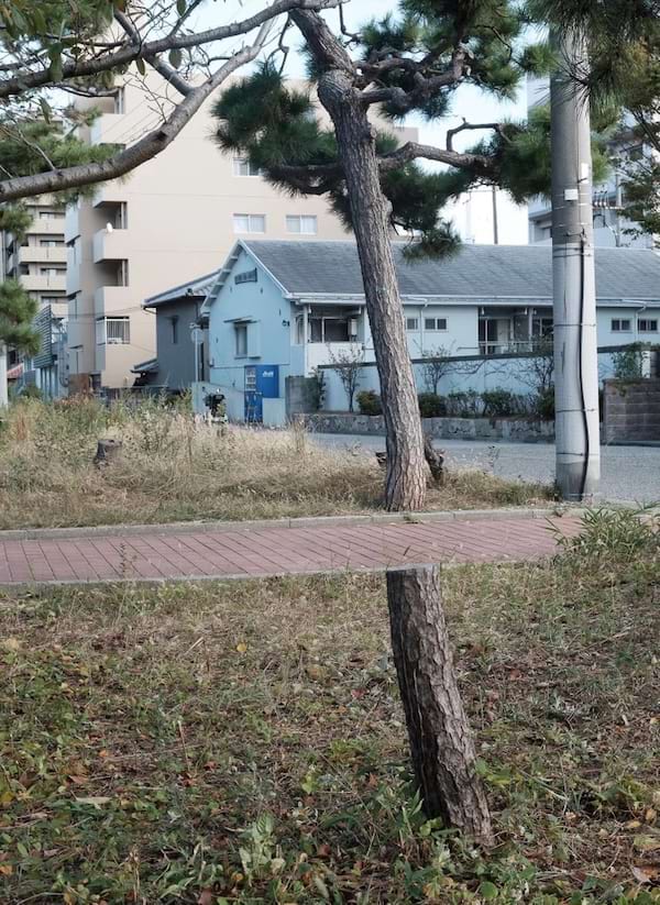 Tronc d’arbre aligné avec chemin créant une illusion.