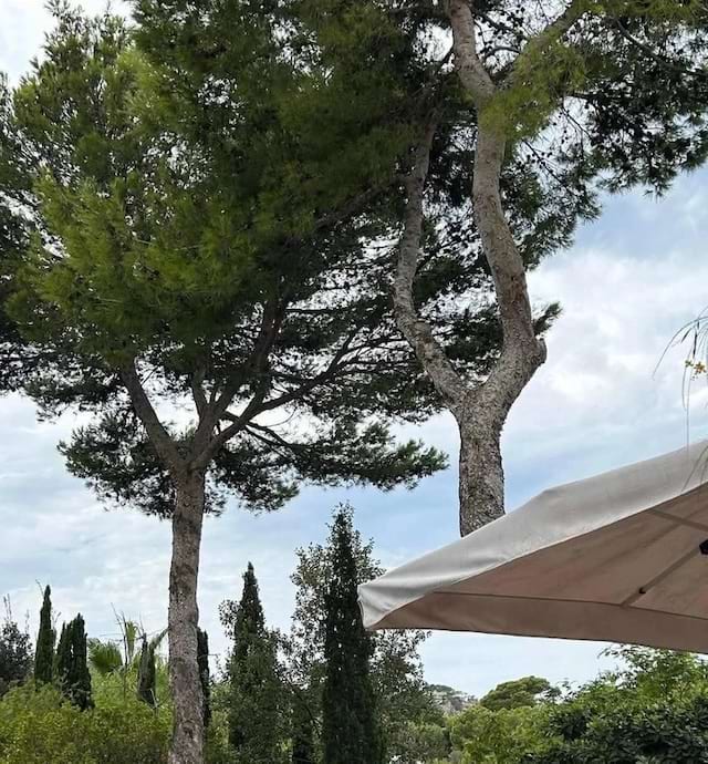 Arbres formant la silhouette d’une personne.