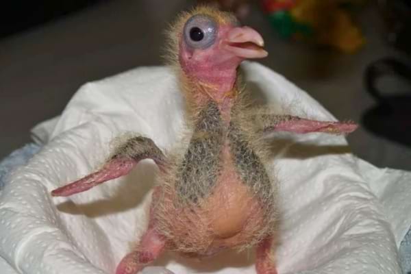Un bébé pigeon sans plumes lève les ailes.