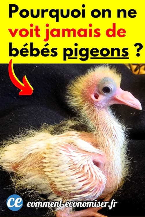 Un bébé pigeon jaune que l'on ne voit jamais dans les villes