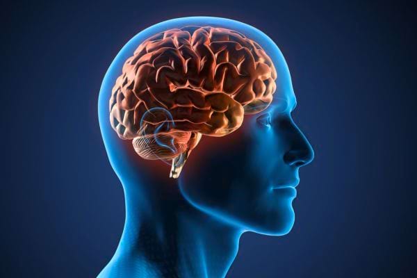 Un cerveau humain en coupe est affiché dans une tête bleue translucide.