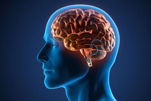 Un cerveau humain visible à l’intérieur d’une tête en transparence.