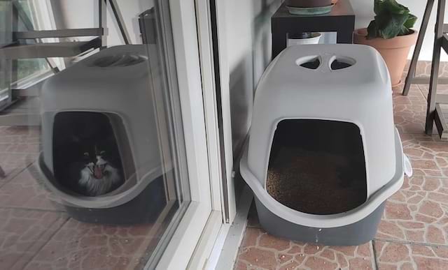 Chat noir et blanc dans une litière avec reflet trompeur.