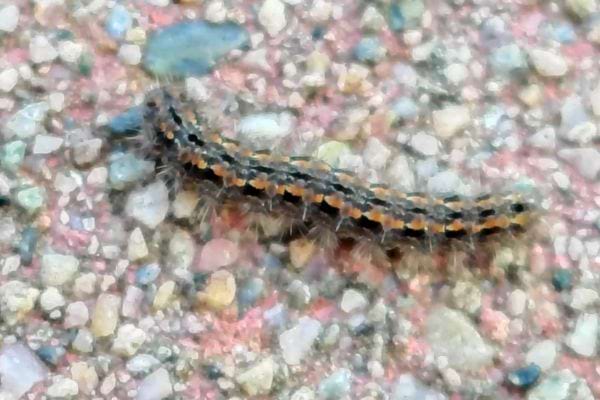 Une chenille rayée orange et noire rampe sur du gravier.