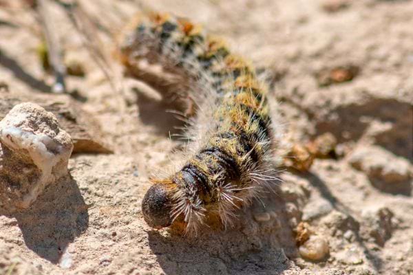 Une chenille poilue avance sur un sol rocailleux.