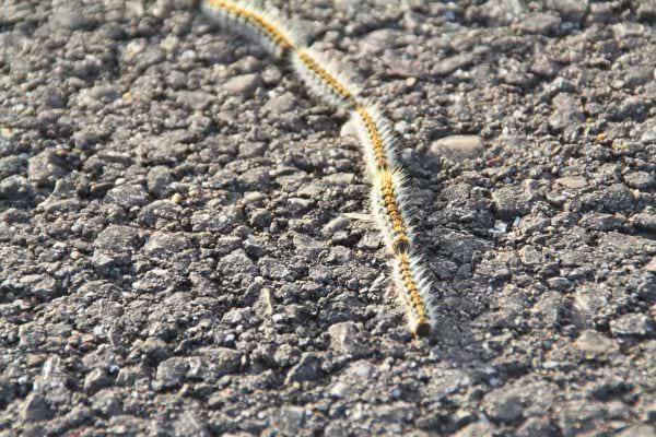 Une file de chenilles processionnaires avance sur le bitume.