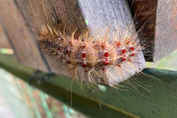Une chenille aux poils roux et taches rouges grimpe sur du bois.
