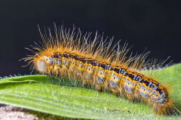 Une chenille poilue orange et noire est posée sur une feuille verte.