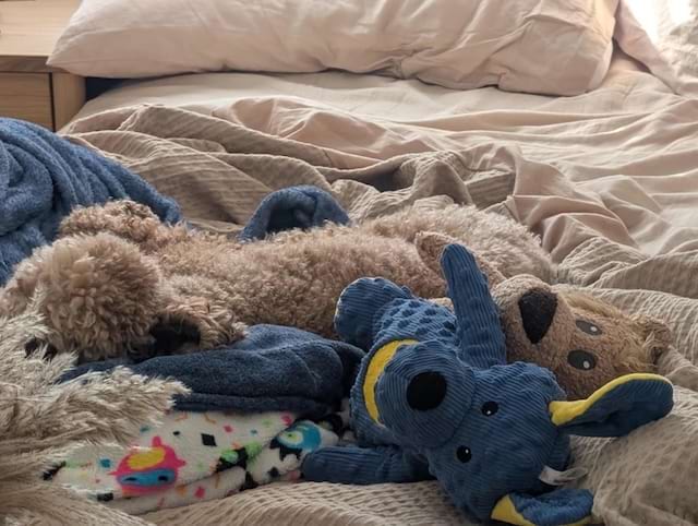Chien allongé parmi des peluches sur un lit défait.