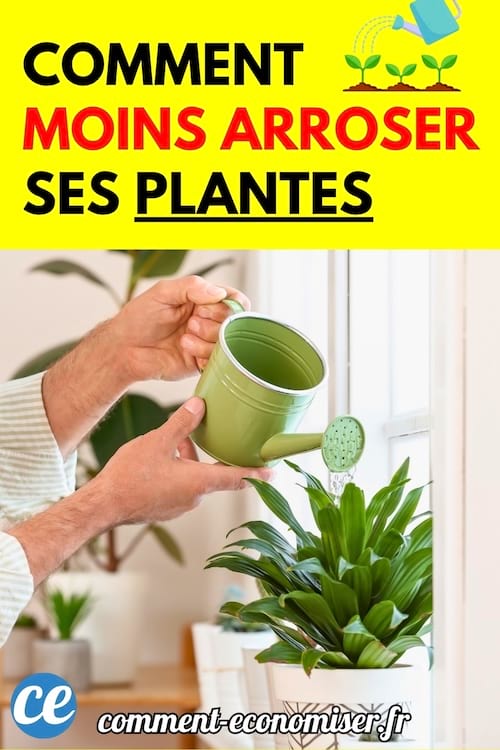 Une personne arrose une plante verte en intérieur avec un petit arrosoir vert.