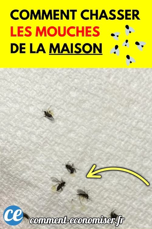 Plusieurs petites mouches posées sur un essuie-tout blanc avec une flèche jaune pointant vers l’une d’elles.