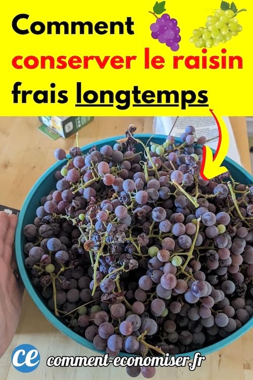 du raisin noir frais flétri
